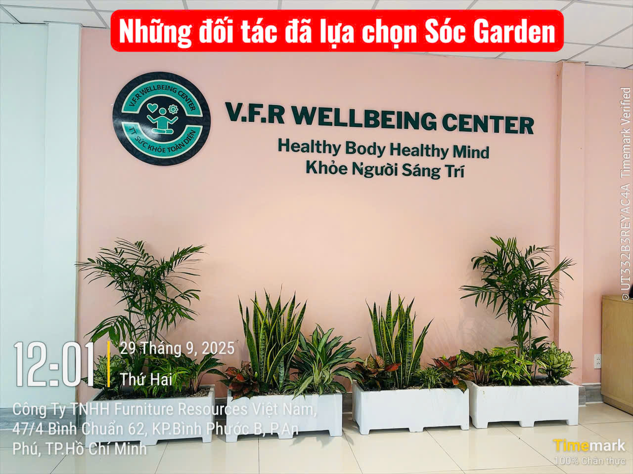 Lợi ích của việc sử dụng cây xanh trong văn phòng