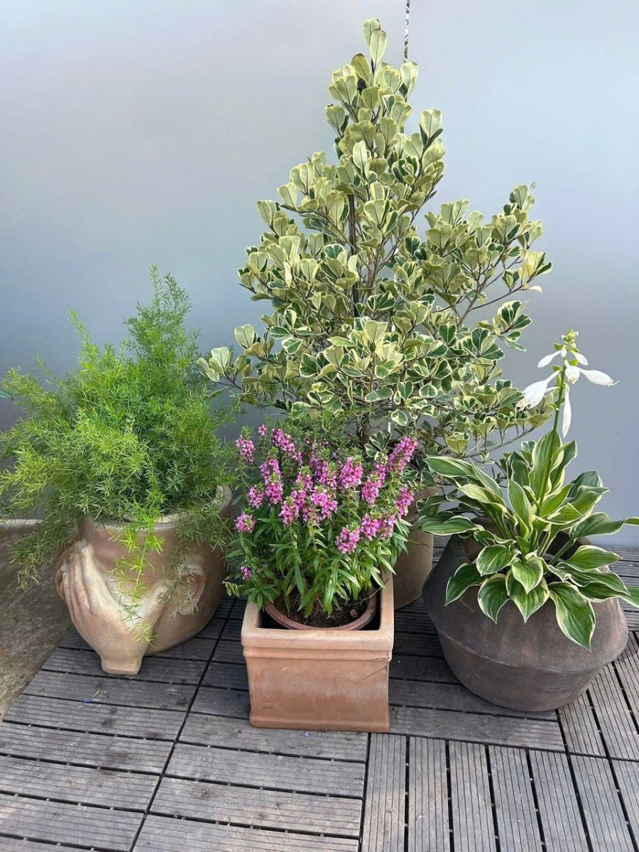 Những Cây Ưa nắng trồng ban công