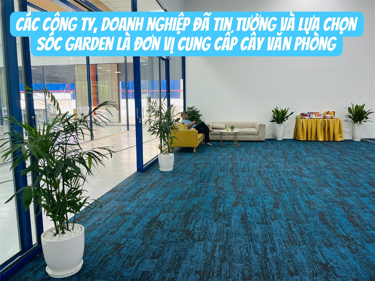 Dịch vụ cho thuê cây xanh chỉ từ 199k