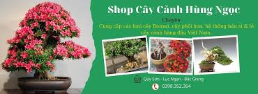 Cây Cảnh Hùng Ngọc – Sản Phẩm Đẹp Và Đa Dạng