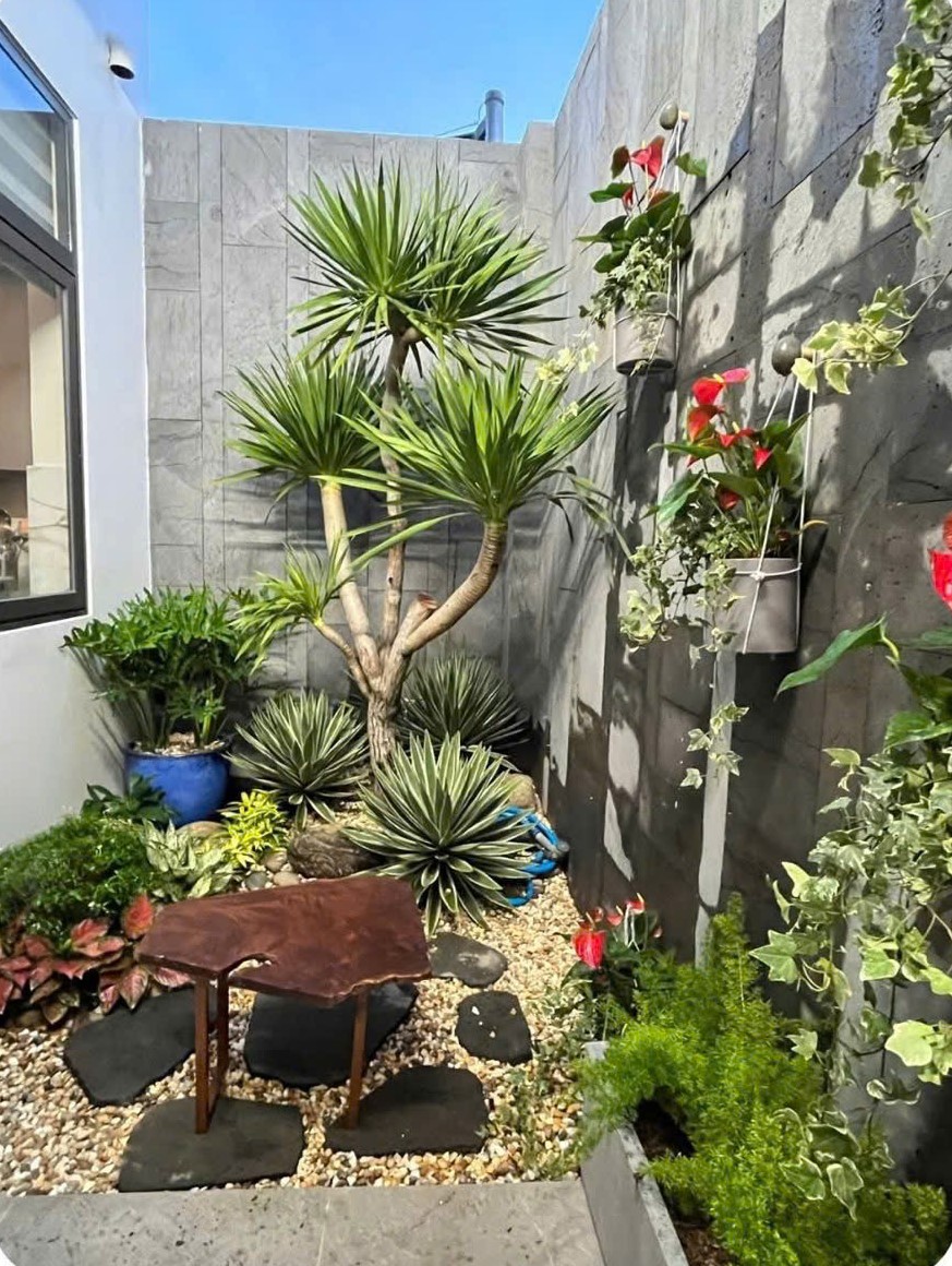 Cây Phát Tài Núi nhiều thân