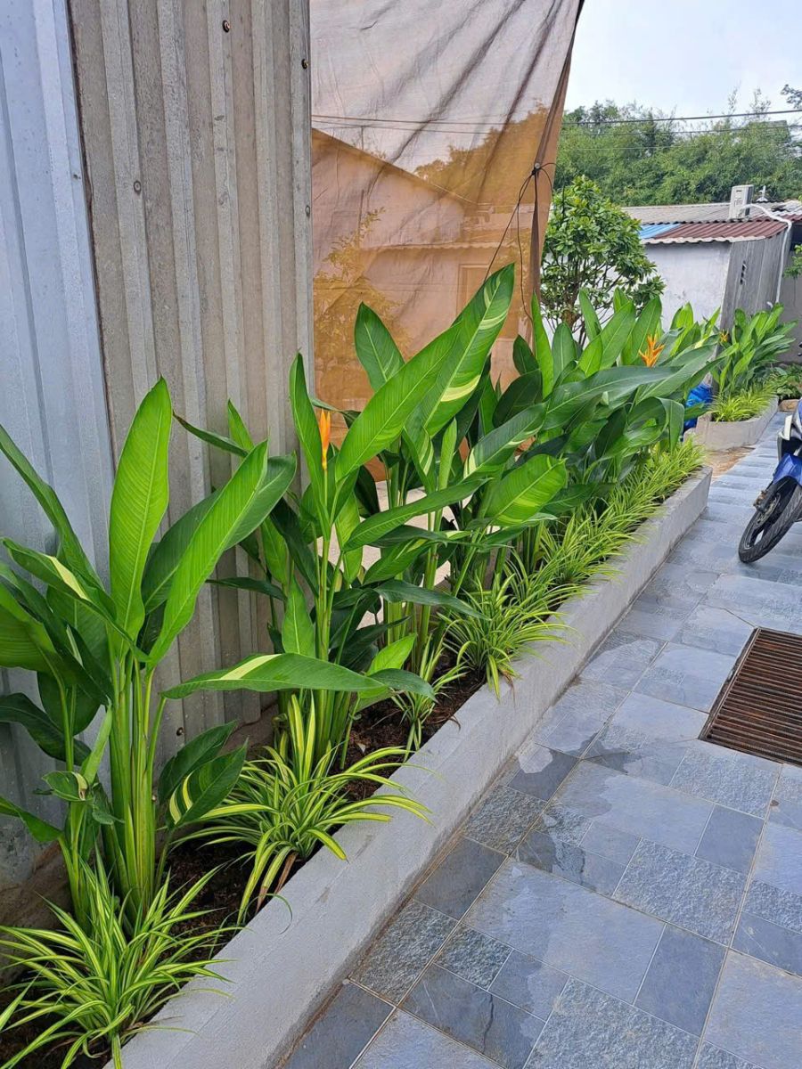 Cây Dứa Vạn Phát giúp thanh lọc không khí tốt