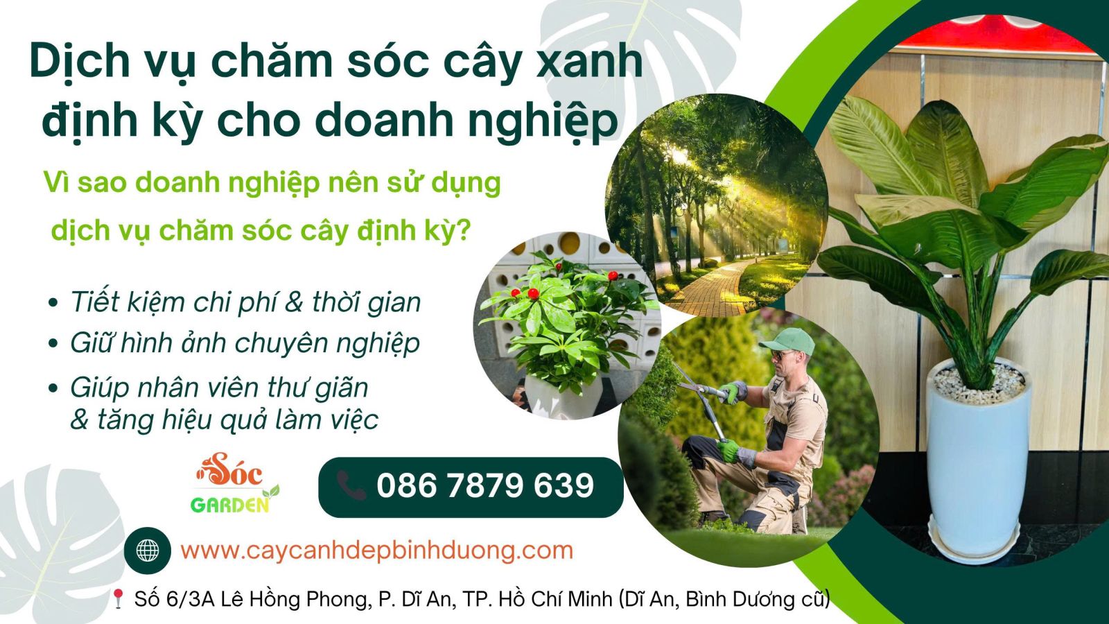 Dịch vụ trồng và chăm sóc cây tận nơi cho doanh nghiệp