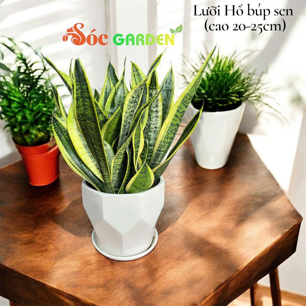 Cây Lưỡi Hổ Vàng đẹp
