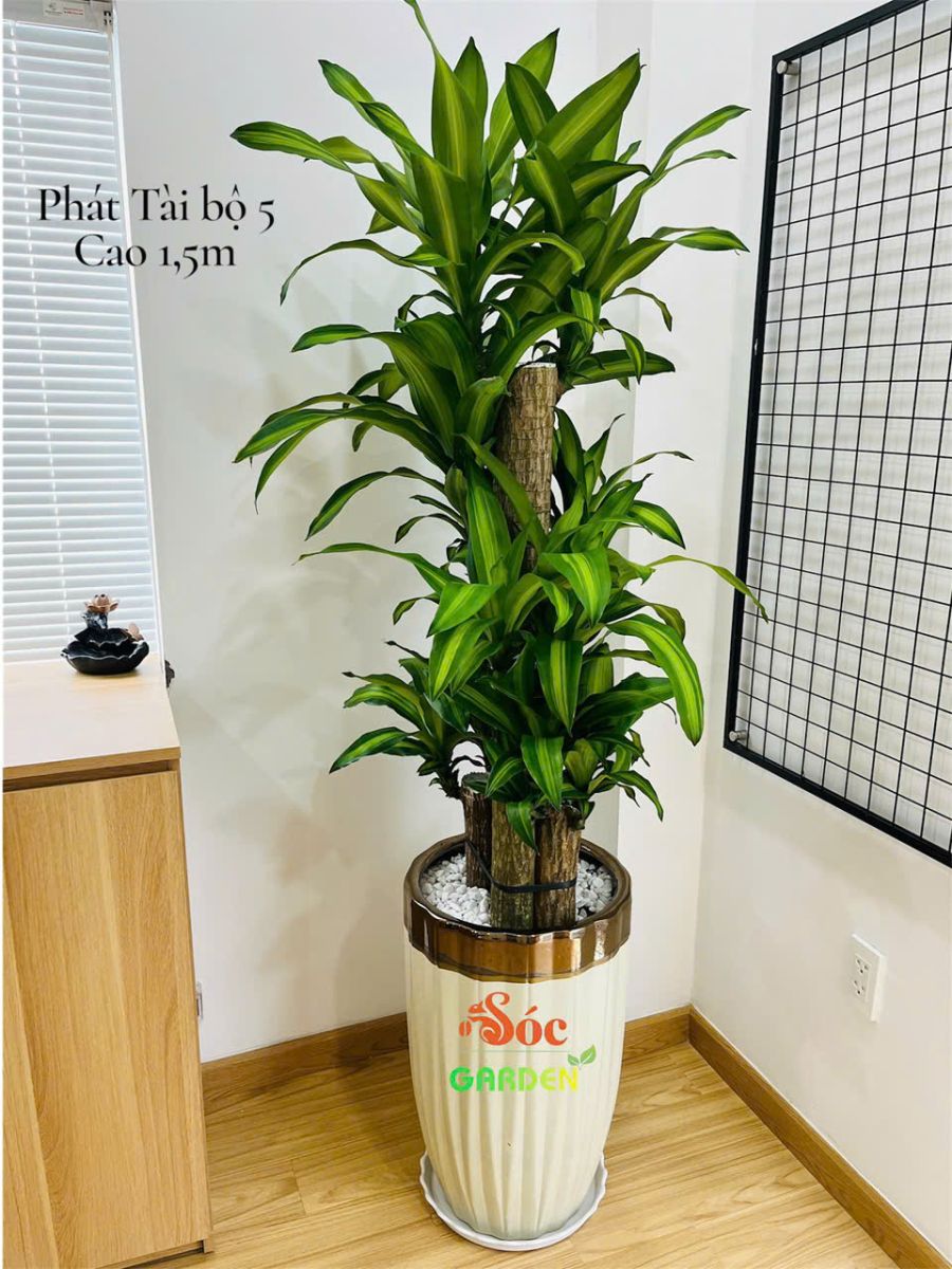 Cây Phát Tài Bộ có thân cây to, tròn