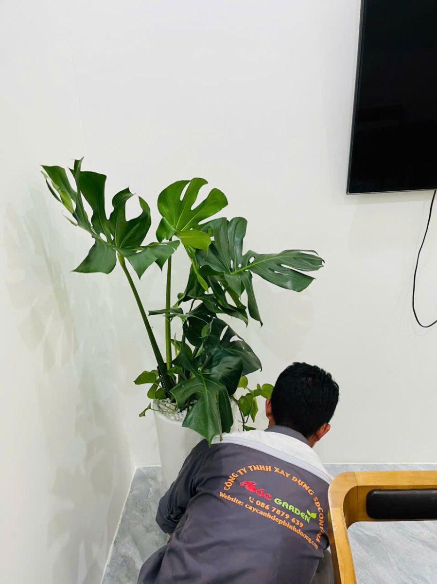 Cây Monteria tại Sóc Garden