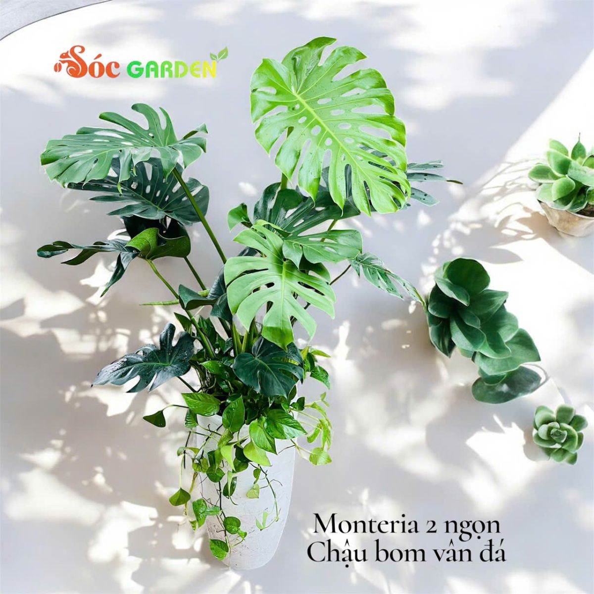 Ngoài ra còn một sồ loại cây đẹp của sóc