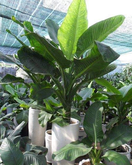 cây đại phú gia