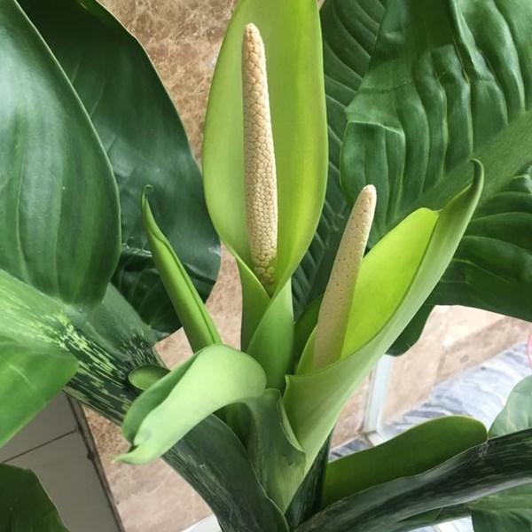 đại phú gia có hoa màu trắng