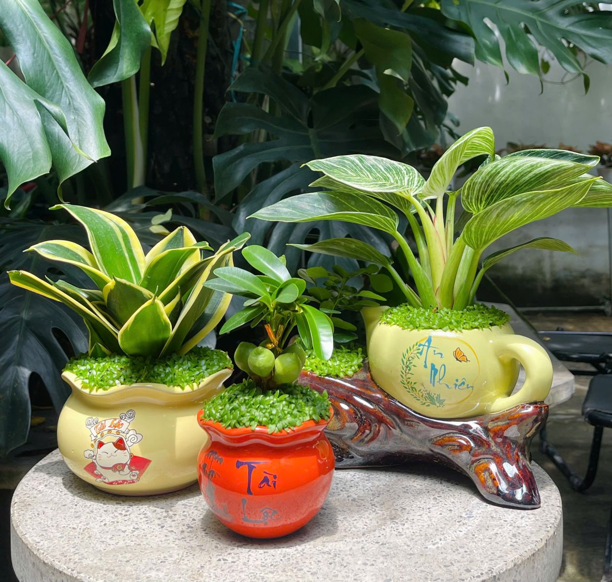 lưỡi hổ mini