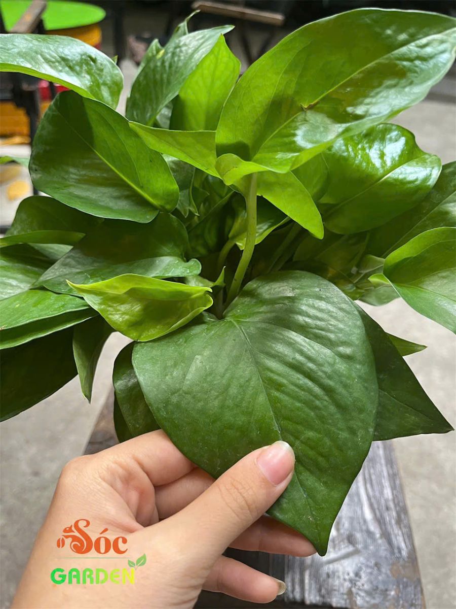 trầu bà thủy sinh