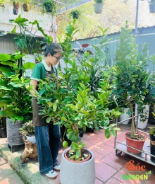 Cây Chanh Vàng Mỹ Trồng Ban Công Hay Sân Vườn Nắng