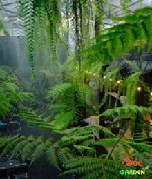 Cây Dương Sỉ Thân Gỗ Decor không gian vườn nhiệt đới