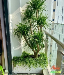 Cây Phát Tài Núi 5 Thân Loại Cây Trang Trí Văn Phòng Sang Trọng