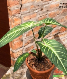 Cây Lindeni: Lựa Chọn Hàng Đầu Cho Không Gian Xanh Hiện Đại