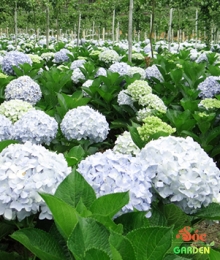 Cây Hoa Cẩm Tú Cầu – Vẻ đẹp đa sắc cho ngôi nhà của bạn thêm tươi mới