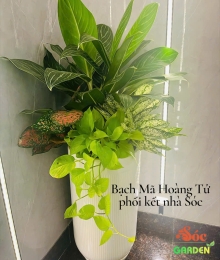 Cây Bạch Mã Hoàng Tử Đẹp Làm Quà Tặng