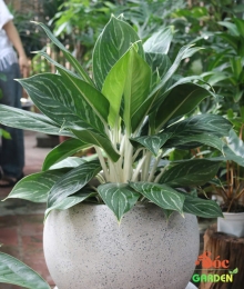 Chậu xi măng đá mài gáo dừa 34x34 cm 