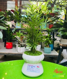 Cây Cau Tiểu Trâm để bàn phủ cỏ may mắn