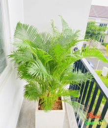 Chậu Xi Măng Đá Mài Vuông 40cmx40cm