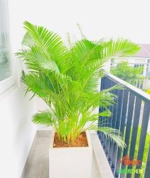 Cây Cau Vàng - Cau Nhật: Biểu Tượng Của Sự Phát Tài và Tinh Khiết