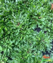  Cỏ Lá Gừng Thái với sức sống mạnh mẽ