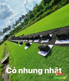 Cỏ nhung Nhật mang ý nghĩa sức sống bền bỉ, kiên trì và vươn lên không ngừng