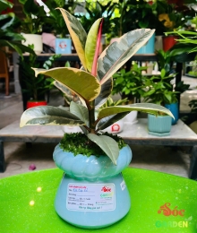 Cây Đa Búp Đỏ Cẩm Thạch 