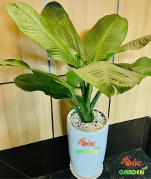 CÂY ĐẠI PHÚ GIA – một loại cây cảnh nội thất rất được ưa chuộng trồng trong văn phòng