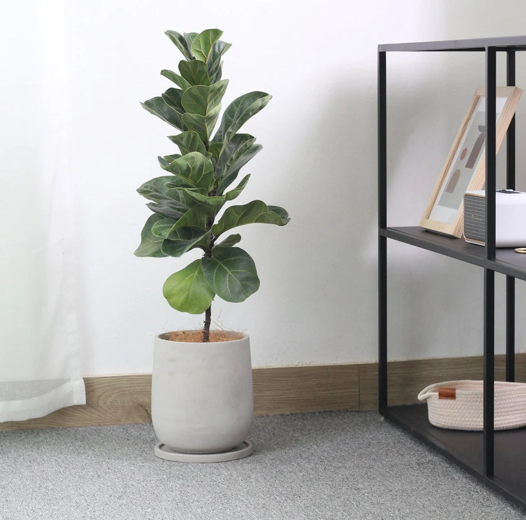 Chậu Xi Măng Đá Mài Giọt Nước 25x40