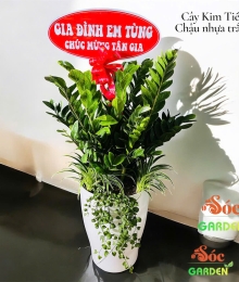 Cây Kim Tiền – Thu hút may mắn & sung túc - Quà tặng giá chỉ từ 400k