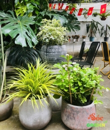 Cây Đinh Lăng Cẩm Thạch nổi bật với màu sắc lá đặc biệt