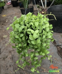 Cây Đô La trồng chậu treo đẹp