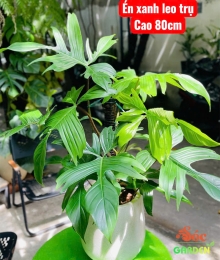 Cây Én Xanh - Loại Cây kiểng lá decor quán Cafe nhà hàng ấn tượng dễ chăm