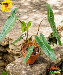 Cây Hạc Chân Cam – Lựa chọn phong thủy, làm đẹp không gian sống