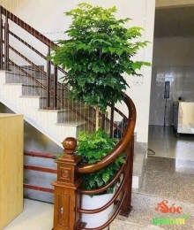 Cây Hạnh Phúc Hai Tầng – Cây Trồng Trước Hiên Nhà, Ban Công, Sảnh Công Ty
