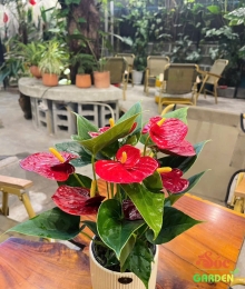 CÂY HOA HỒNG MÔN