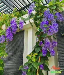 Cây Mai Thái Xanh gốc già 