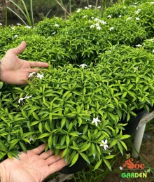 Cây Hoa Nhài Ta có hương thơm thanh khiết