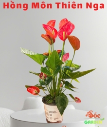 CÂY HOA HỒNG MÔN THIÊN NGA TINH TẾ - THANH LỊCH 