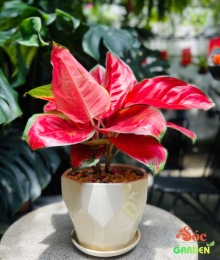 Cây Vạn Lộc Thái (2 thân) Để Bàn: Cây Cảnh Phong Thủy Thu Hút Tài Lộc và May Mắn