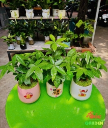 Cây Kim Ngân 3 thân để bàn phủ cỏ may mắn 