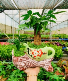 Cây Kim Ngân Ấm trà (size lớn) để bàn hợp phong thuỷ với người kinh doanh