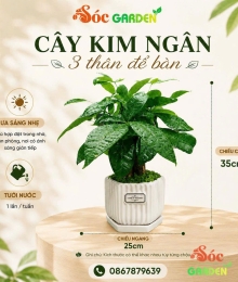 Cây Kim Ngân 3 thân để bàn phủ cỏ may mắn 