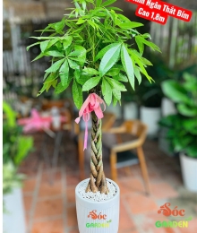 Cây Kim Ngân – Biểu tượng tài lộc & thịnh vượng