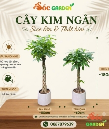 Cây Kim Ngân Thắt Bím Quà Tặng Sang Trọng