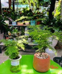 Cây Kim Thuỷ Tùng Thủy Sinh và Trồng Đất