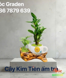 Cây Kim Tiền Mini Ấm Trà – Cây Cảnh Phong Thủy Hút Tài Lộc, Vượng Khí Cho Gia Chủ