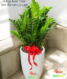 Cây Kim Tiền cao 1,3-1,4m lựa chọn hoàn hảo làm quà khai trương