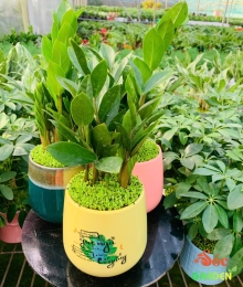 CÂY KIM TIỀN MINI ĐỂ BÀN PHỦ CỎ MAY MẮN 